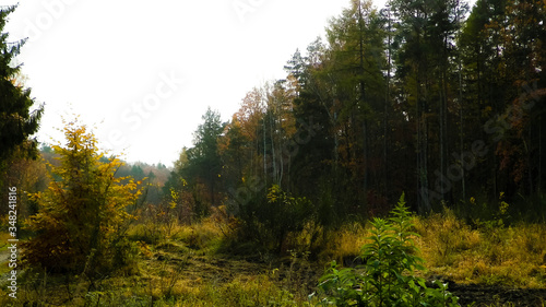 Autumnal forest landscape. Polish nature. © Jan