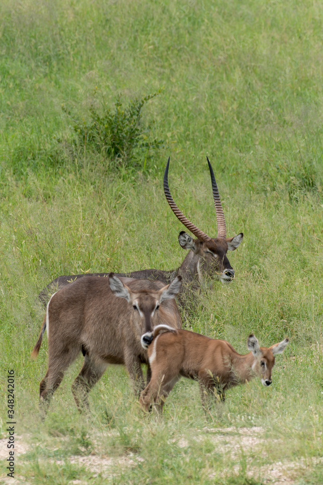 Cobe à croissant , Waterbuck, Kobus ellipsiprymnus, Parc national du Pilanesberg, Afrique du Sud Cobe à croissant , Waterbuck, Kobus ellipsiprymnus, Parc national du Pilanesberg, Afrique du Sud
