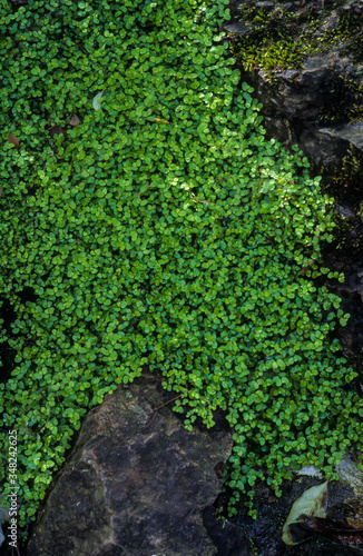 Helxine, Soleirolia soleirolii photo