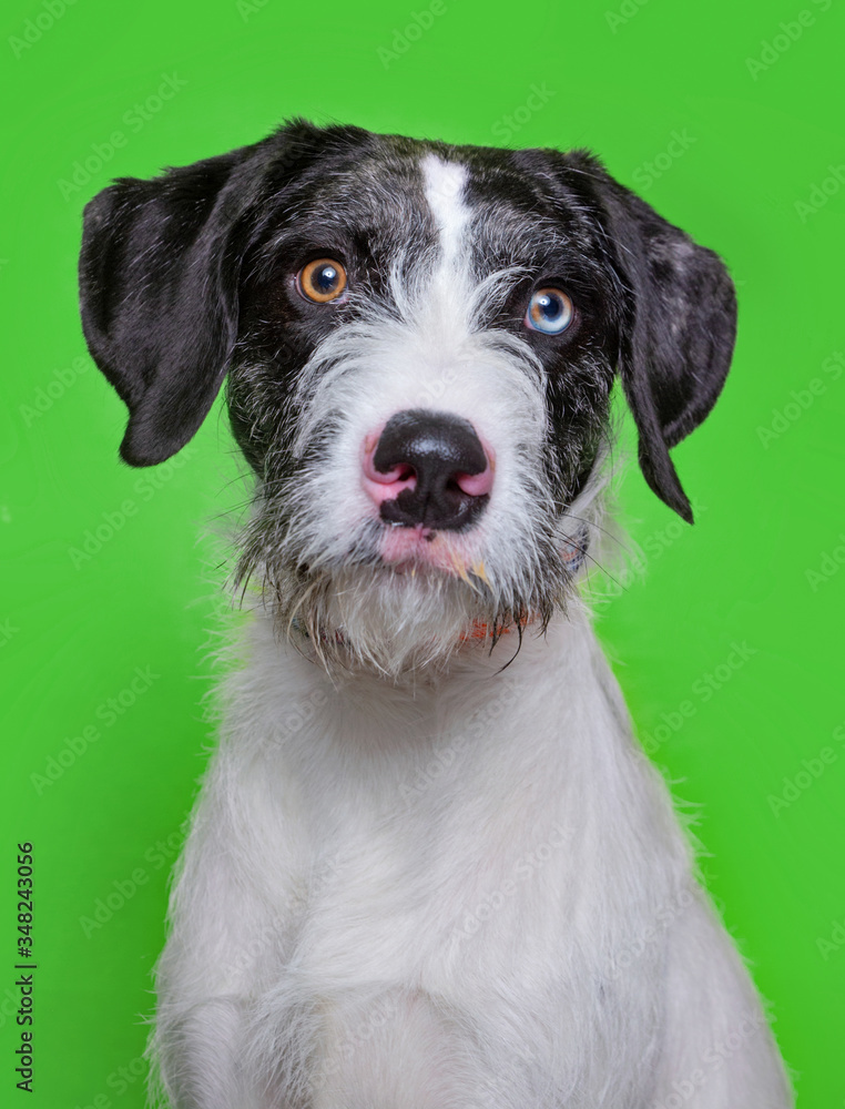 cute dog studio shot on an isolated background