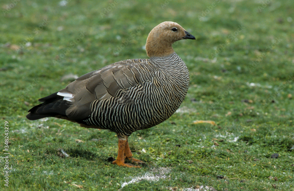 Ouette de Magellan, oie de Magellan, femelle,.Chloephaga picta, Upland Goose, Iles Falkland, Malouines Ouette de Magellan, oie de Magellan, femelle,.Chloephaga picta, Upland Goose, Iles Falkland, Malouines