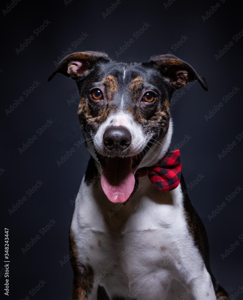 cute studio photo of a shelter dog on a isolated background