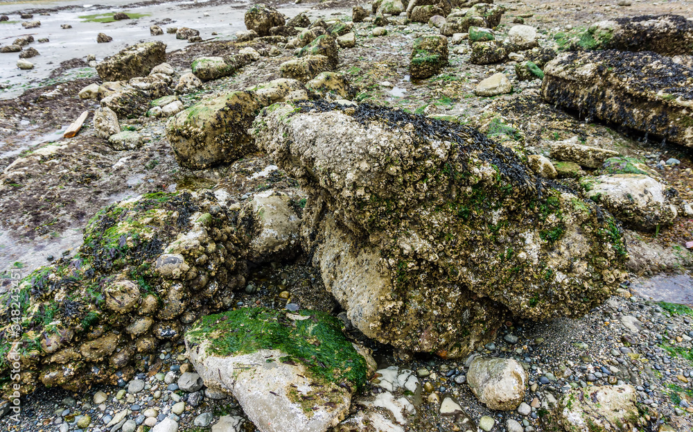 Sea Bed At Low Tide Sea Bed At Low Tide