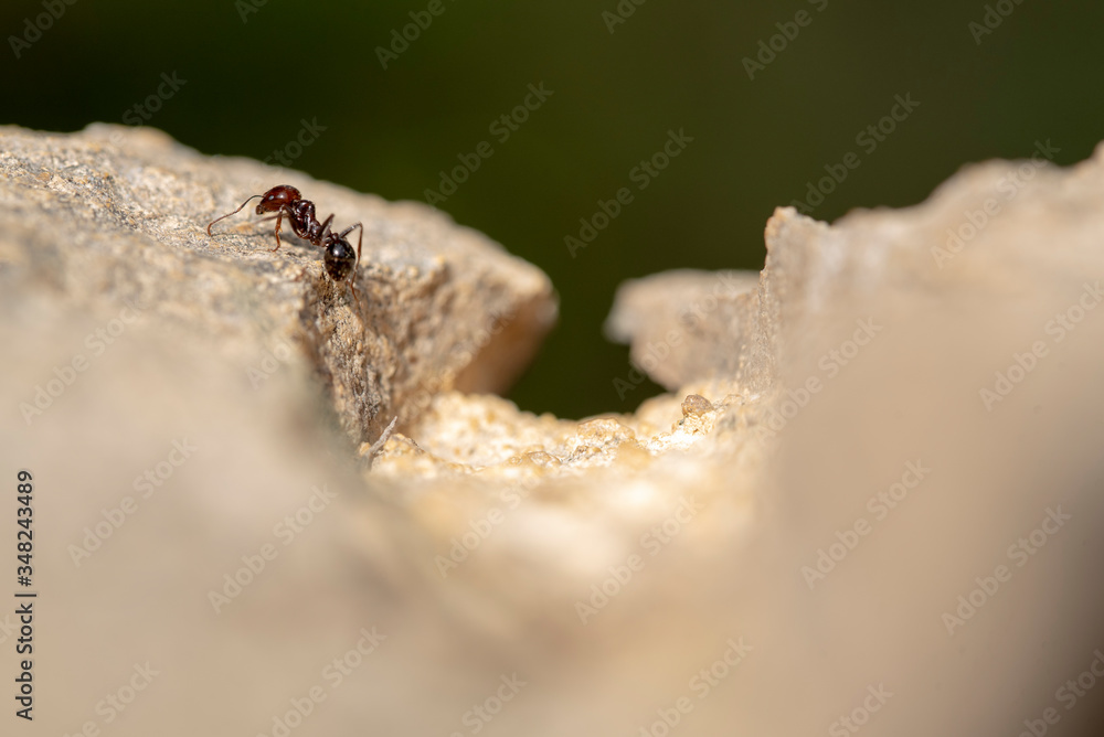 Obraz premium He struggles daily in search of sustenance for a laborious ant around his anthill at dawn.