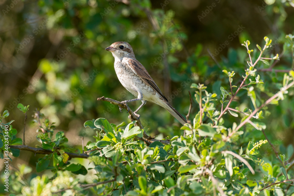 Pie grièche écorcheur,..Lanius collurio, Red backed Shrike Pie grièche écorcheur,..Lanius collurio, Red backed Shrike