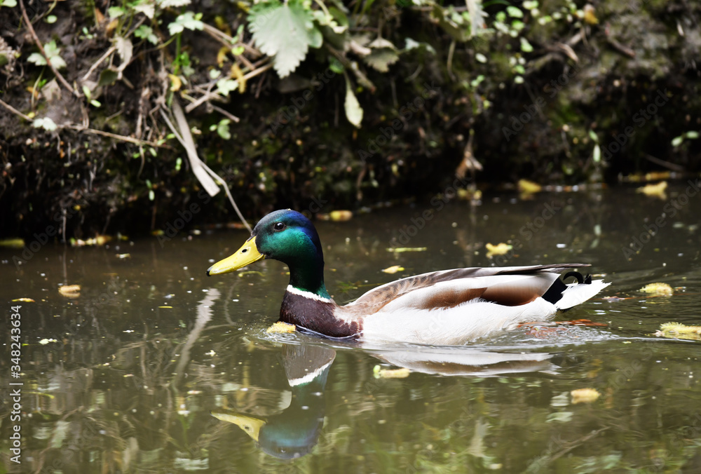 Fototapeta premium wild goose-drake floats in the river in natural conditions