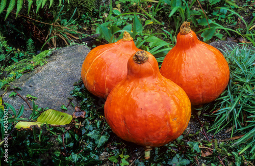 Potimarron, Courge, Potiron Uchiki Kuri , potimarron cucurbita photo