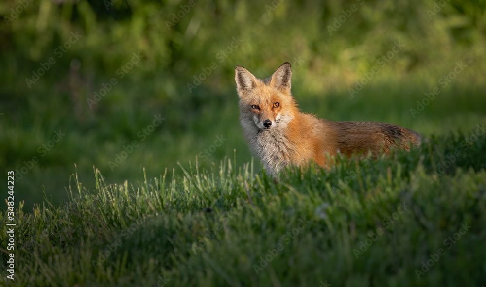 Fototapeta premium Red Fox
