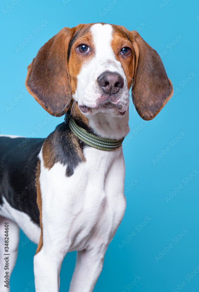 cute studio photo of a shelter dog on a isolated background