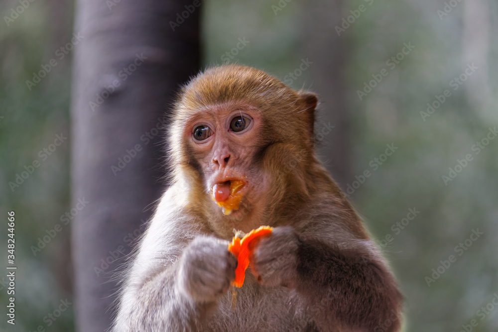 Naklejka premium Monkey eating an orange