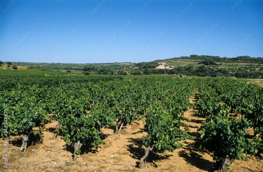 vignes, Chateau Glezan, Faugères, Hérault, 34