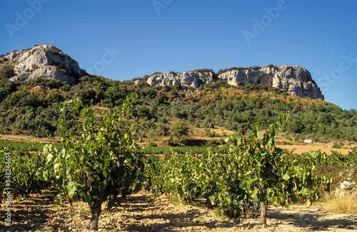 Vignoble, Côte du Rhone, Fons sur Lussan, Gard, 30