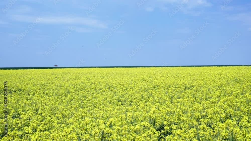 Beautiful blooming rapeseed field against blue sky in springtime afternoon