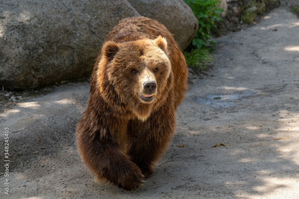 Eurasian brown bear (Ursus arctos) also known as the European brown bear. Eurasian brown bear (Ursus arctos) also known as the European brown bear.
