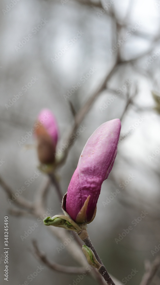Close up of pink Magnolia flowers in spring season. Close up of pink Magnolia flowers in spring season.