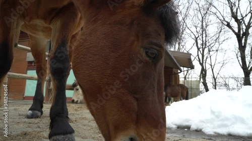 Horse pony with short leg features