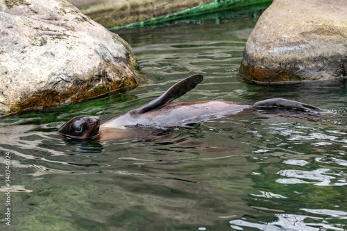 northern fur seal. Callorhinus ursinus.