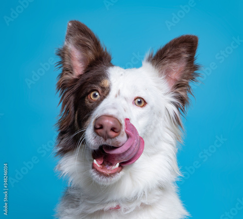 cute dog studio shot on an isolated background