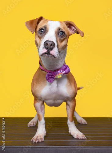 cute studio photo of a shelter dog on a isolated background © annette shaff