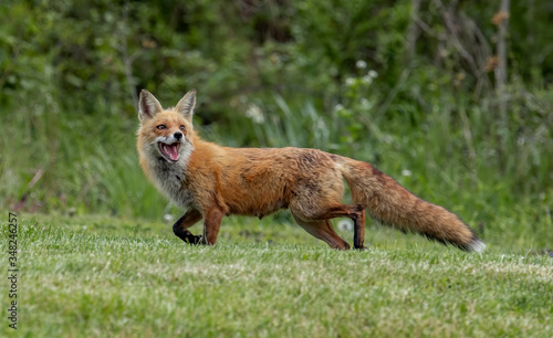 Red Fox © Harry Collins