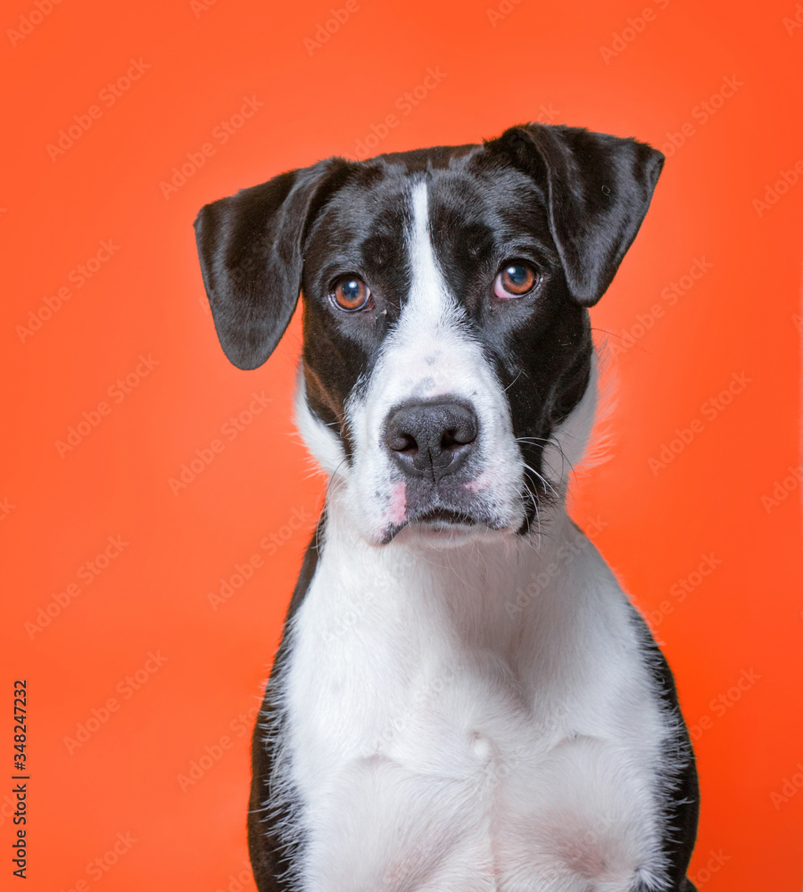 cute studio photo of a shelter dog on a isolated background cute studio photo of a shelter dog on a isolated background