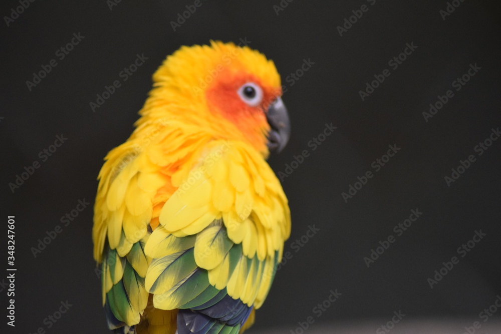 Fototapeta premium blue and yellow macaw ara