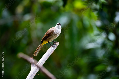 Yellow - vented Bulbul photo