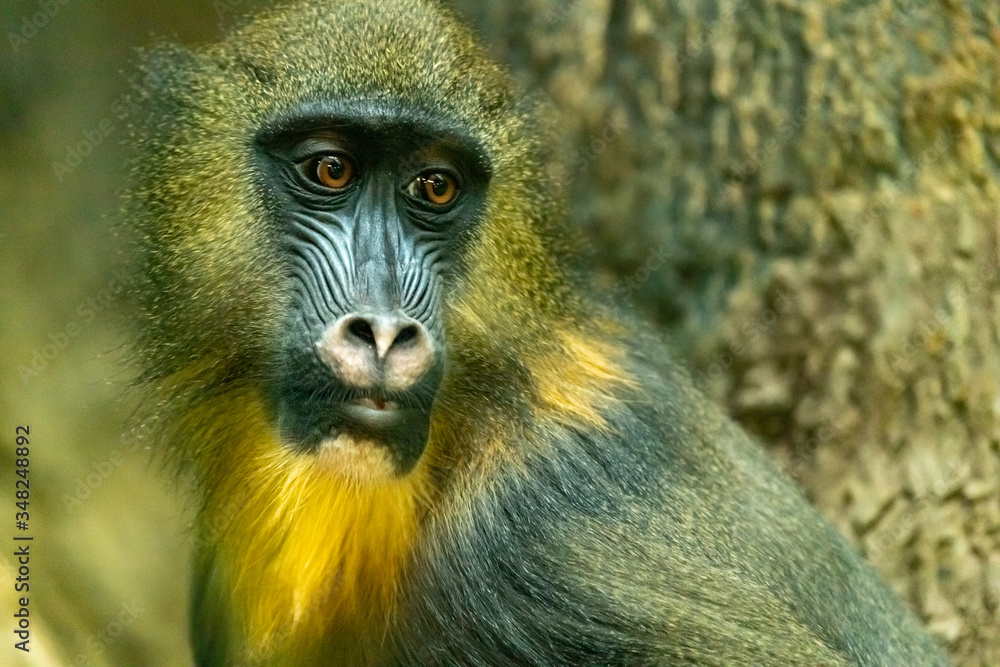 Fototapeta premium Mandrill. Mandrillus sphinx. close up