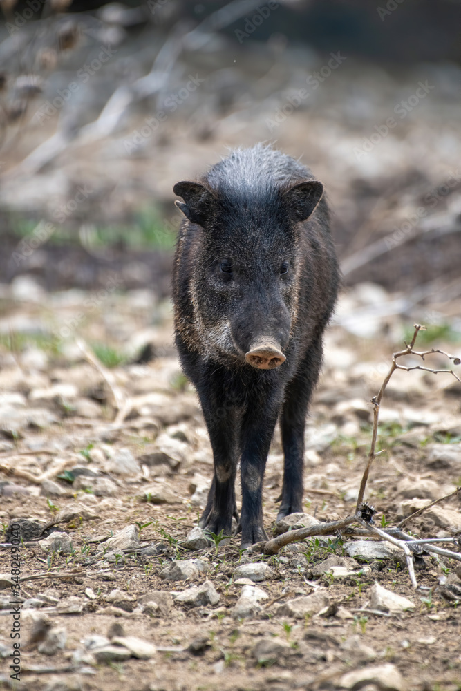Close up of Collared Peccary (Pecari tajacu) family of Tayassuidae Close up of Collared Peccary (Pecari tajacu) family of Tayassuidae