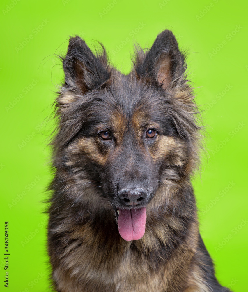 cute dog studio shot on an isolated background cute dog studio shot on an isolated background