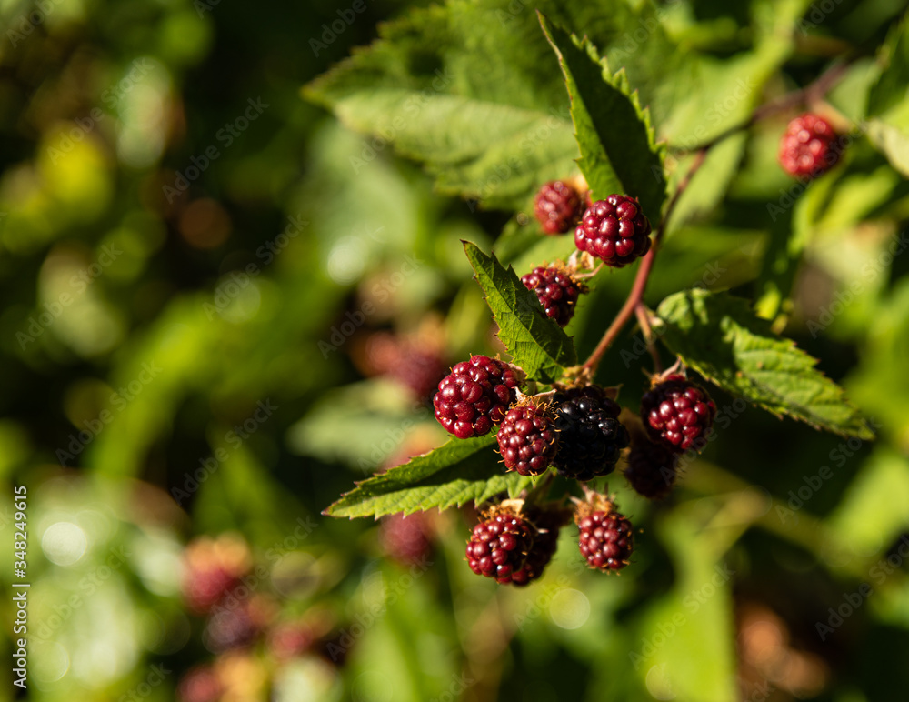 Branch full of unripe red blackberries in a garden Branch full of unripe red blackberries in a garden