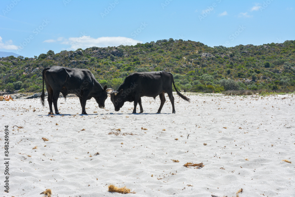 Bulls on Plage du Lotu (Loto beach), Desert des Agriates. Corsica island, France