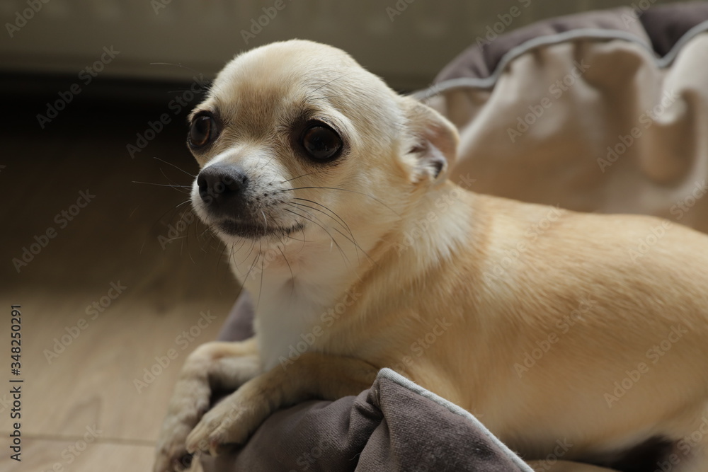 Closeup portrait of small funny beige mini chihuahua dog, puppy