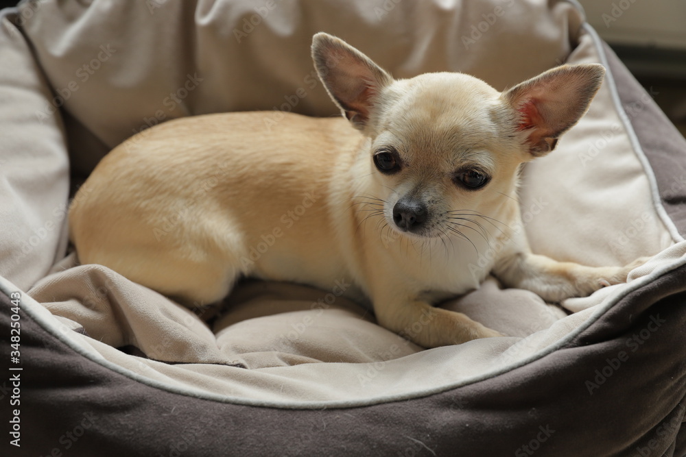 Closeup portrait of small funny beige mini chihuahua dog, puppy Closeup portrait of small funny beige mini chihuahua dog, puppy