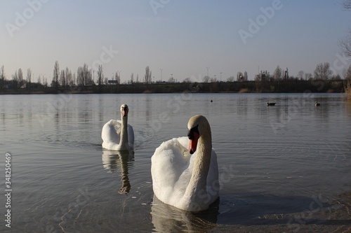 Fototapeta Naklejka Na Ścianę i Meble -  lovely white swans swimming in the lake