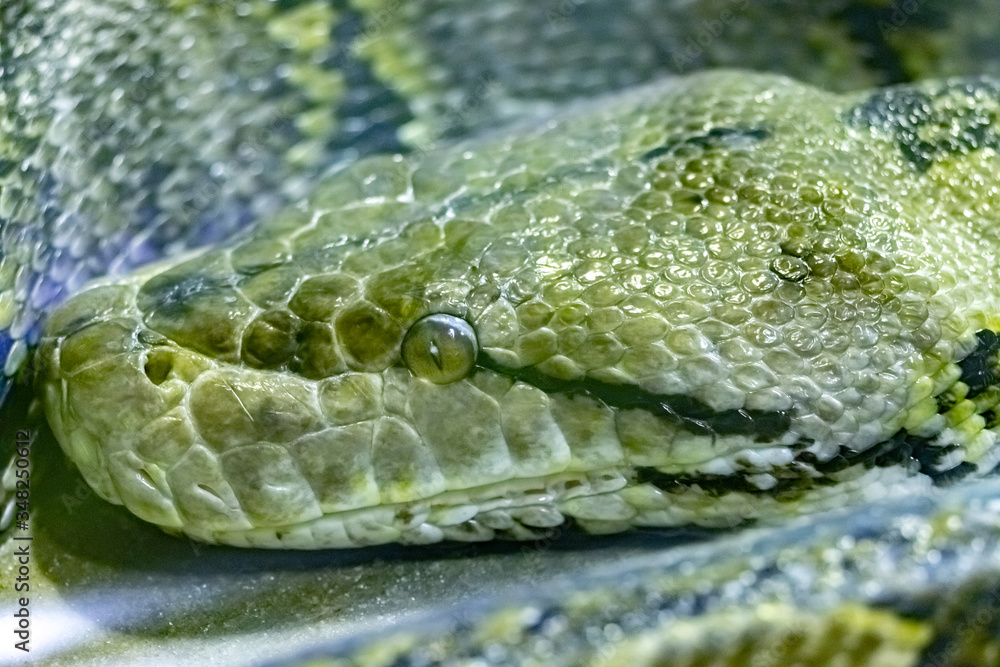 Obraz premium Reticulated python. Python reticulatus. close up.