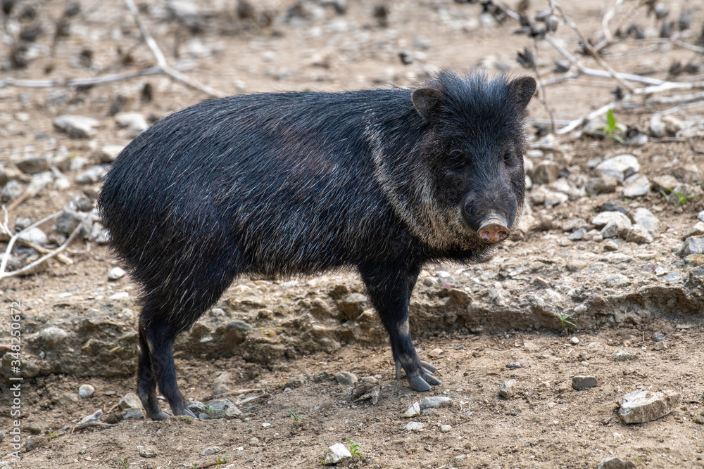 Close up of Collared Peccary (Pecari tajacu) family of Tayassuidae