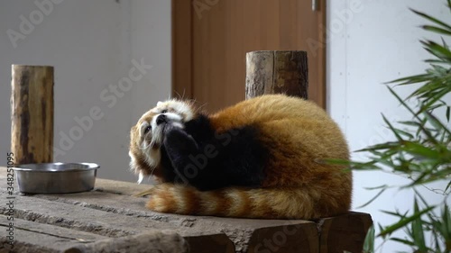 Sleepy red panda in the zoo