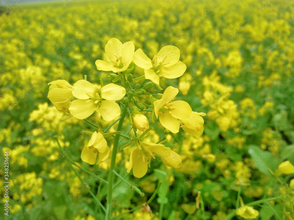 Yellow flowers in the garden and natural view Yellow flowers in the garden and natural view