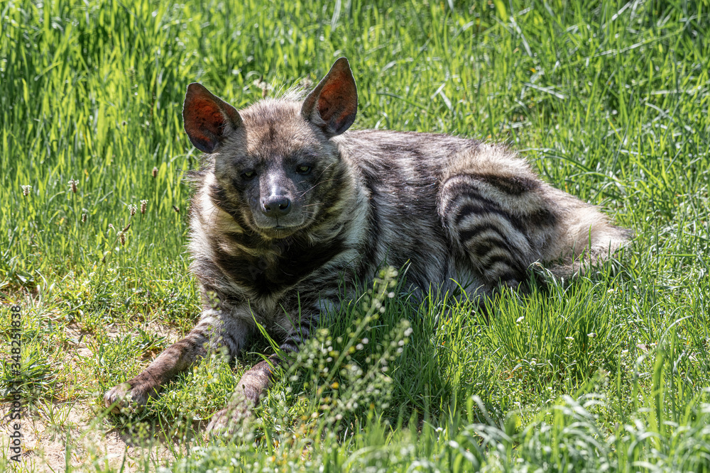 Close up of Striped hyena (Hyaena hyaena sultana) Close up of Striped hyena (Hyaena hyaena sultana)