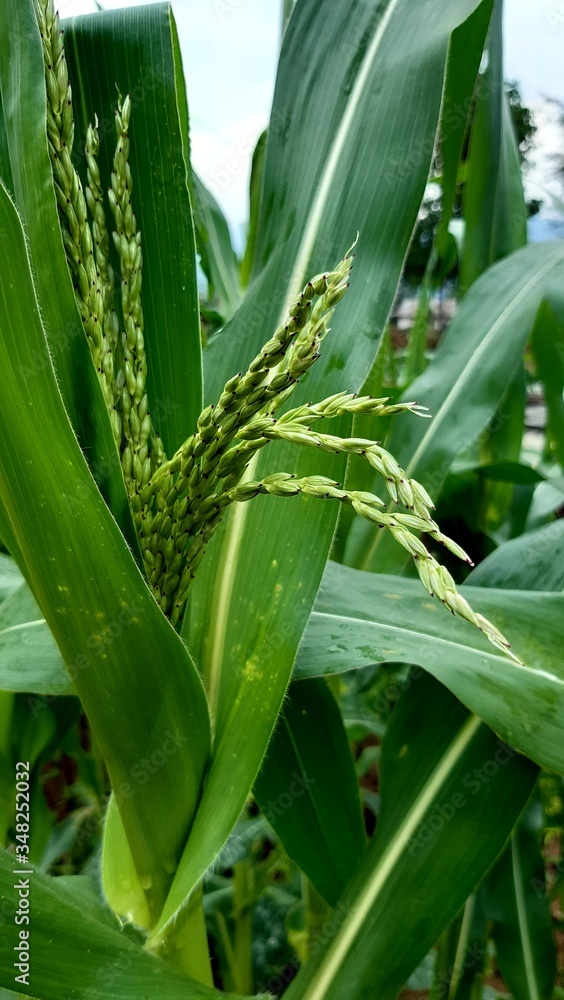 maize plant with corn on the cob maize plant with corn on the cob