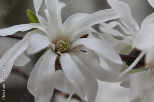 Close up of white Magnolia flowers in spring season.