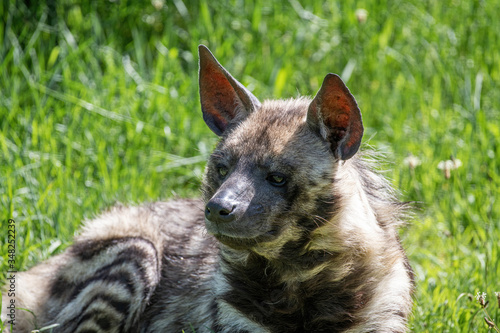 Close up of Striped hyena  Hyaena hyaena sultana 
