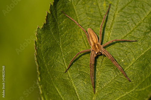 Nursery Web Spider