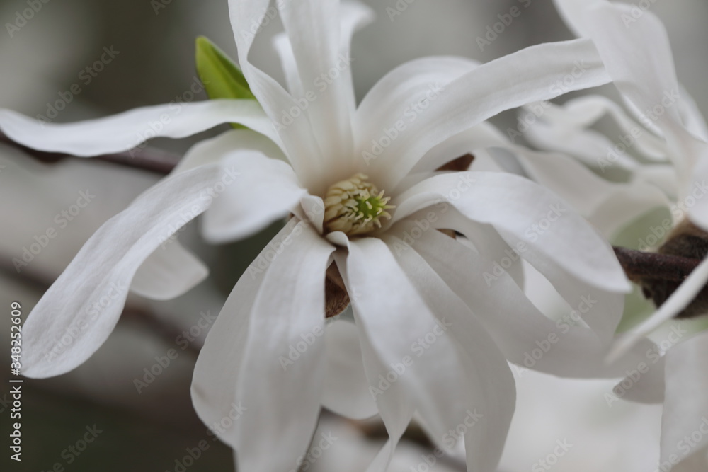 Close up of white Magnolia flowers in spring season.