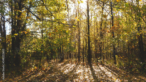 Autumn Sunlight Streaming Through Woods, Glowing Sunlight Through Forest © Alissa Yarbrough