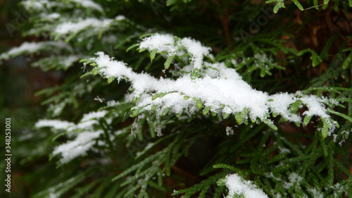 Closeup of Snow on Evergreen Branch