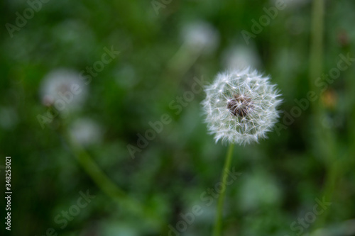 dandelion close-up in grass bokeh