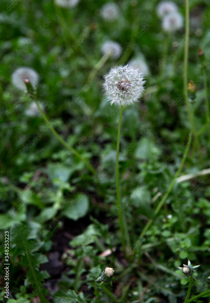 dandelion summer flower among green grass dandelion summer flower among green grass
