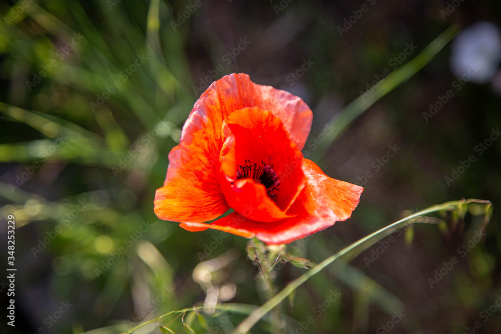 Fototapeta premium papavero in fiore